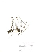 藏品(香茹)的圖片